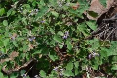 Solanum anguivi